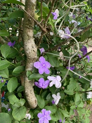 Brunfelsia