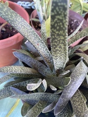 Gasteria carinata