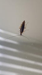 Ectobius vittiventris