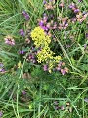 Erica cinerea