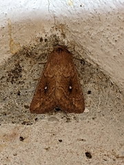 Mythimna