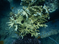 Millepora tenera