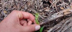 Pterostylis alpina