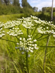 Cenolophium denudatum