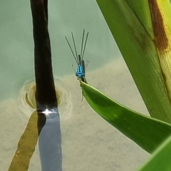 Pseudagrion microcephalum