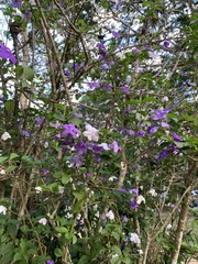 Brunfelsia