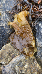 Saccharina latissima