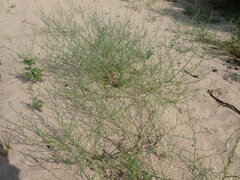 Salsola tragus
