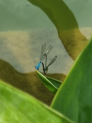 Pseudagrion microcephalum
