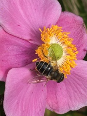 Eristalis nemorum