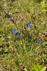 Gentiana bavarica bavarica