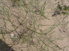 Salsola tragus