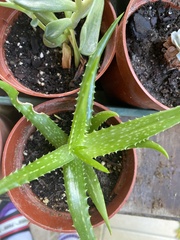 Aristaloe aristata
