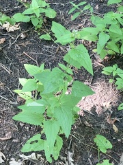 Conoclinium coelestinum