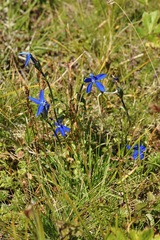 Gentiana bavarica bavarica