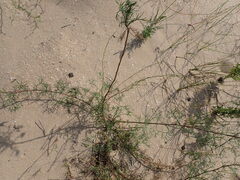 Artemisia arenaria
