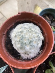 Mammillaria plumosa