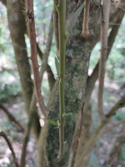 Capparis arborea