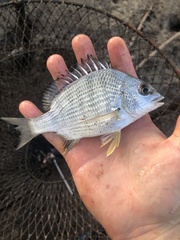 Acanthopagrus australis