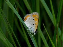 Lycaena dispar