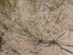 Euphorbia seguieriana