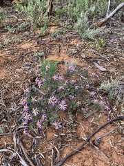Olearia magniflora