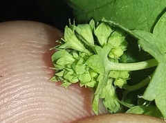 Alchemilla micans