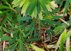 Euphorbia amygdaloides