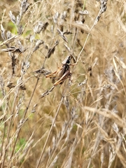 Roeseliana roeselii