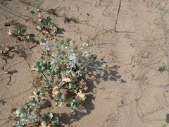 Eryngium maritimum