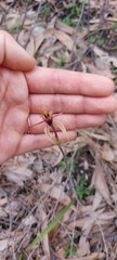 Caladenia tessellata