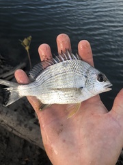 Acanthopagrus australis