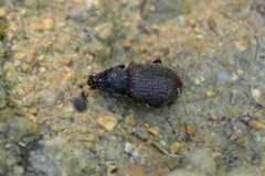 Otiorhynchus rugosostriatus