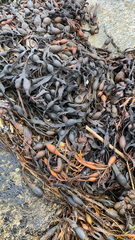 Ascophyllum nodosum