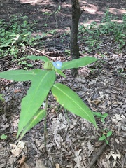 Commelina virginica