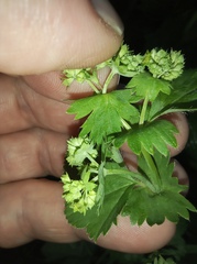 Alchemilla micans