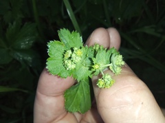 Alchemilla micans