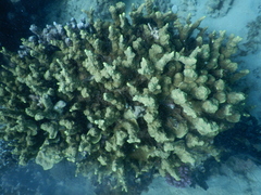 Porites rus