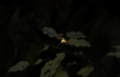 Micrathena cyanospina