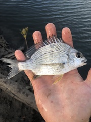 Acanthopagrus australis