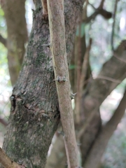 Capparis arborea