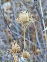 Nigella damascena