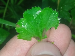 Alchemilla micans