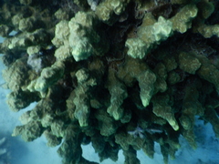 Porites rus
