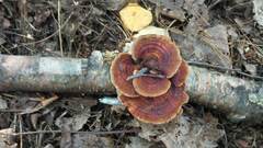 Daedaleopsis tricolor