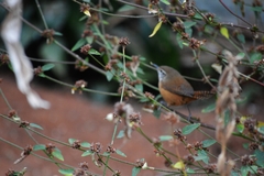 Cantorchilus leucotis