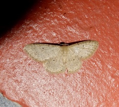 Idaea