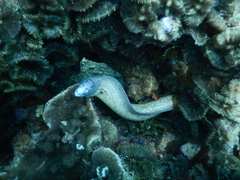 Gymnothorax griseus