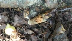 Daedaleopsis tricolor