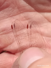 Sympetrum striolatum